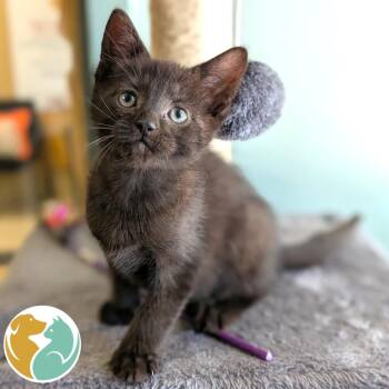 Quill -  Domestic Short Hair Cat Available for Adoption in Toledo, Ohio - Quill | PetCurious