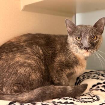 Desta -  Domestic Short Hair Cat for Adoption in Cumming, Georgia - Desta | PetCurious