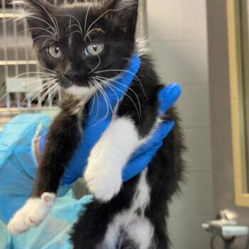 Milky Way -  Domestic Short Hair Cat for Adoption in Indianapolis, Indiana - Milky Way | PetCurious