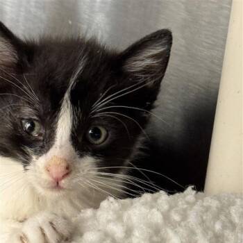 Domestic Short Hair Cats Available for Adoption in Bentonville, Arkansas - Alan | PetCurious