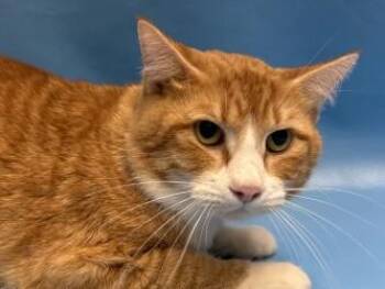 Sweet Corn -  Domestic Short Hair Cat for Adoption in Golden Valley, Minnesota - Sweet Corn | PetCurious