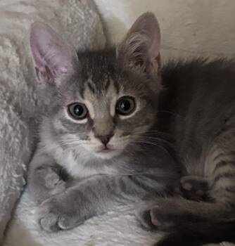 Braveheart (In Foster Home) -  Domestic Short Hair Cat for Adoption in Orland Hills, Illinois - Braveheart (In Foster Home) | PetCurious