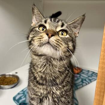 Domestic Short Hair Cats Available for Adoption in Champaign, Illinois - Hands | PetCurious