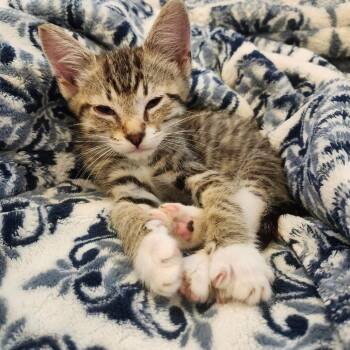 Sam -  Domestic Short Hair Cat for Adoption in Bel Air, Maryland - Sam | PetCurious