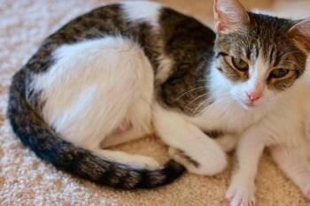 Mama Biscuit -  Tabby Cat for Adoption in Duluth, Minnesota - Mama Biscuit | PetCurious