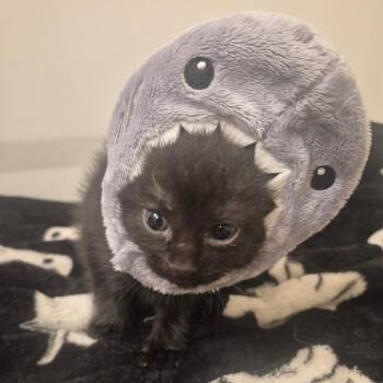 Rotini - Located in Aberdeen, MD -  Domestic Short Hair Cat for Adoption - Rotini - Located In Aberdeen, MD | PetCurious