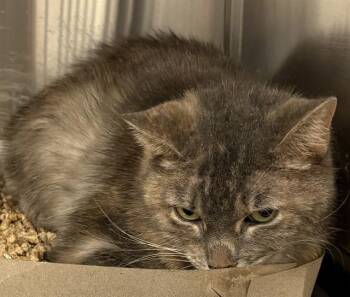 JEAN GRAY -  Domestic Short Hair Cat for Adoption in Indianapolis, Indiana - JEAN GRAY | PetCurious