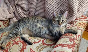 Domestic Short Hair Cats Available for Adoption - Sweet Tart (pair With Sour Patch) | PetCurious