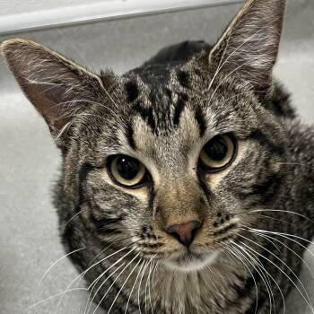 Domestic Short Hair Cats Available for Adoption in Murray, Utah - Manchas | PetCurious