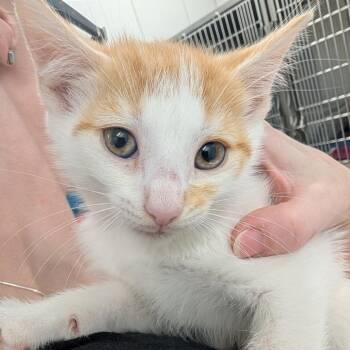 Reese -  Domestic Short Hair Cat for Adoption in Winston-salem, North Carolina - Reese | PetCurious