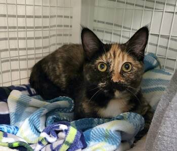 Gigi & Pumpkin -  Domestic Short Hair Cat for Adoption in Kirkland, Washington - Gigi & Pumpkin | PetCurious