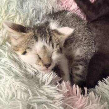 Petey -  Domestic Short Hair Cat for Adoption in West Point, Mississippi - Petey | PetCurious
