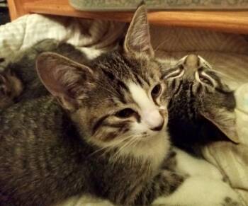 Rescue Tabby Cats for Adoption in The Dalles, Oregon - Nugget & Sprite | PetCurious