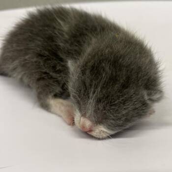 Sofie -  Domestic Short Hair Cat for Adoption in Tampa, Florida - Sofie | PetCurious
