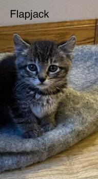 Flapjack -  Domestic Short Hair Cat for Adoption in Fort Collins, Colorado - Flapjack | PetCurious