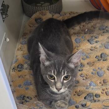 Smoke -  Domestic Short Hair Cat for Adoption in Dunellen, New Jersey - Smoke | PetCurious