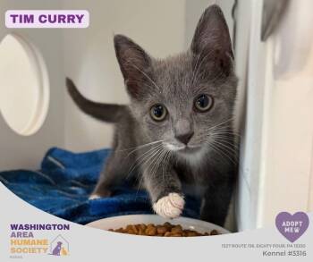 Tim Curry -  Domestic Short Hair Cat for Adoption in Eighty Four, Pennsylvania - Tim Curry | PetCurious