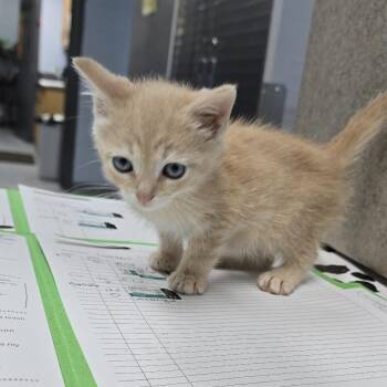 Lambert 26-0310 -  Domestic Short Hair Cat for Adoption in Yanceyville, North Carolina - Lambert 26-0310 | PetCurious