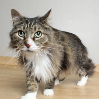 Kenny C70002 -  Domestic Medium Hair Cat for Adoption in Minnetonka, Minnesota - Kenny C70002 | PetCurious
