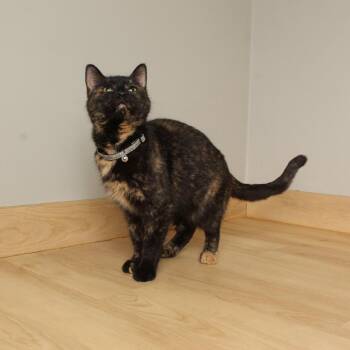 Domestic Short Hair Cats Available for Adoption in Minnetonka, Minnesota - Sutton C68044 | PetCurious