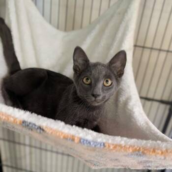 Napkin -  Domestic Short Hair Cat for Adoption in Cape Girardeau, Missouri - Napkin | PetCurious