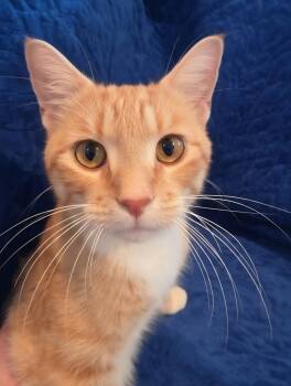 Cheddar -  Domestic Short Hair Cat for Adoption in Lauderdale, Minnesota - Cheddar | PetCurious