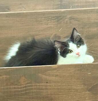 Domestic Short Hair Cats Available for Adoption in Minneapolis, Minnesota - Tut | PetCurious