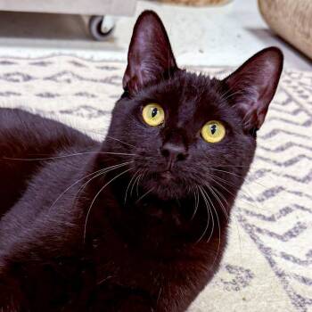 Domestic Short Hair Cats Available for Adoption in Stamford, Connecticut - Thackery | PetCurious