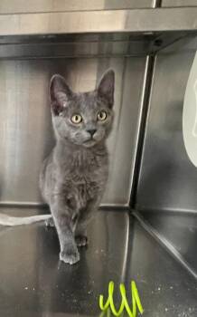 Domestic Short Hair Cats Available for Adoption in Decorah, Iowa - Betty | PetCurious