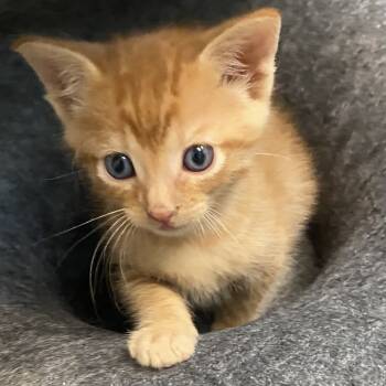 Rescue Domestic Short Hair Cats for Adoption in Austin, Texas - Cantaloupe 28 | PetCurious
