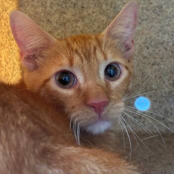 Pj -  Domestic Short Hair Cat for Adoption in Philadelphia, Pennsylvania - Pj | PetCurious