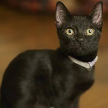 Rouex -  Domestic Short Hair Cat for Adoption in Pompano Beach, Florida - Rouex | PetCurious