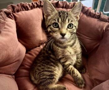 Elle -  Domestic Short Hair Cat for Adoption in Littlestown, Pennsylvania - Elle | PetCurious