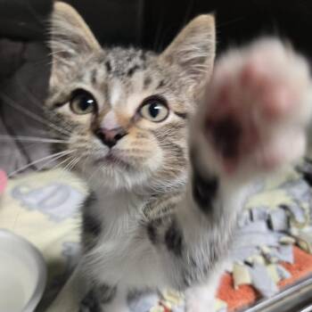 Boots with the fur -  Domestic Short Hair Cat for Adoption in Fort Lauderdale, Florida - Boots With The Fur | PetCurious