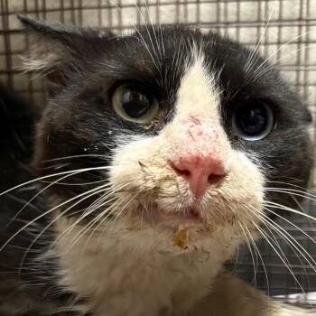Hermy -  Domestic Medium Hair Cat for Adoption in Yuma, Arizona - Hermy | PetCurious