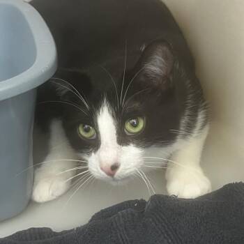 Austin -  Domestic Short Hair Cat for Adoption in Burlington, Ontario - Austin | PetCurious