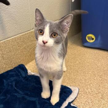 Domestic Short Hair Cats Available for Adoption - Rosalie | PetCurious