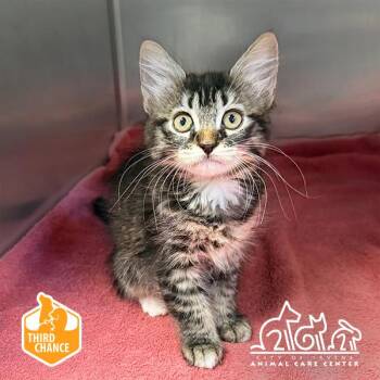 ALICE -  Domestic Medium Hair Cat for Adoption in Irvine, California - ALICE | PetCurious