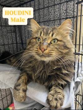 Rescue Domestic Long Hair Cats for Adoption in Cannington, Ontario - Houdini | PetCurious