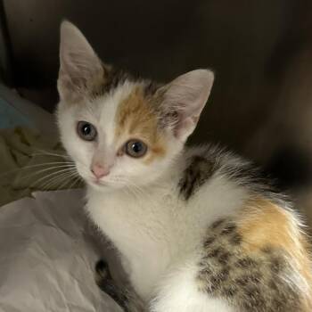 Katara -  Domestic Short Hair Cat for Adoption in Corbin, Kentucky - Katara | PetCurious