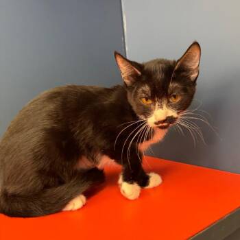 Gretchen -  Domestic Short Hair Cat for Adoption in Tulsa, Oklahoma - Gretchen | PetCurious