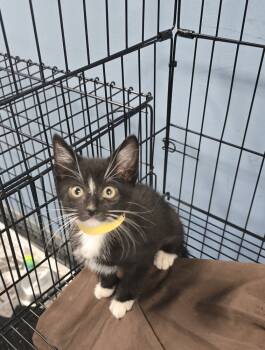 Rescue Domestic Short Hair Cats for Adoption in Evansville, Indiana - Bagel | PetCurious