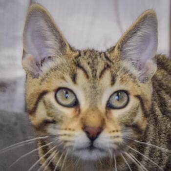 Wallace -  Tabby and Domestic Short Hair Cat for Adoption in Huntley, Illinois - Wallace | PetCurious