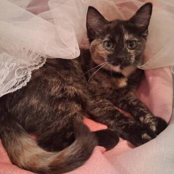 Kiki -  Domestic Short Hair Cat for Adoption in Spokane, Washington - Kiki | PetCurious