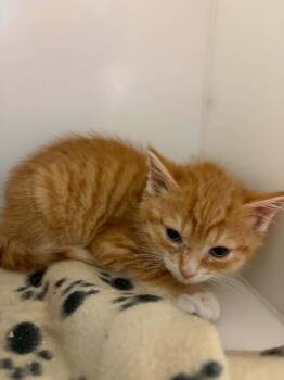 Domestic Short Hair Cats Available for Adoption in Delson, Quebec - Rubble | PetCurious
