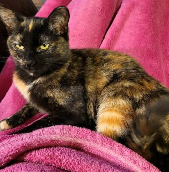 Crystal -  Tortoiseshell Cat for Adoption in Hamilton, Ontario - Crystal | PetCurious
