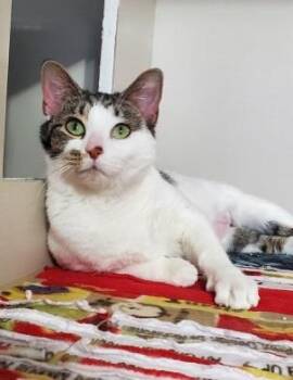 Domestic Short Hair Cats Available for Adoption - Ghoul | PetCurious