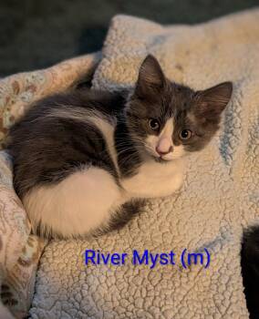 River Myst (Available for pre-adoption) -  Tuxedo Cat for Adoption in PORT WENTWRTH, Georgia - River Myst (Available For Pre-adoption) | PetCurious