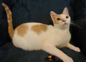 Rescue Domestic Short Hair Cats for Adoption in Ellijay, Georgia - Chipper | PetCurious