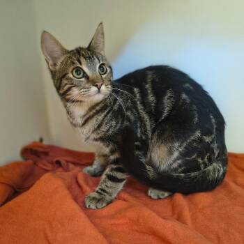 Domestic Short Hair Cats Available for Adoption in Tulsa, Oklahoma - Cosmic Brownie | PetCurious